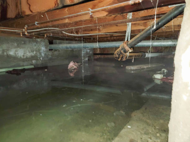 Best Professional water damage repair  in St Helen, MI
